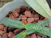 KỸ THUẬT TRỒNG LAN HÀI VỚI VỎ THÔNG Eco BARK (Bồ Đào Nha)