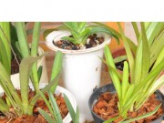 Các loại giá thể tốt nhất cho trồng lan