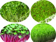 GIÁ THỂ TRỒNG RAU MẦM